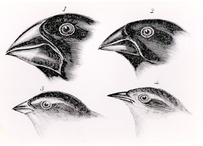 Darwin